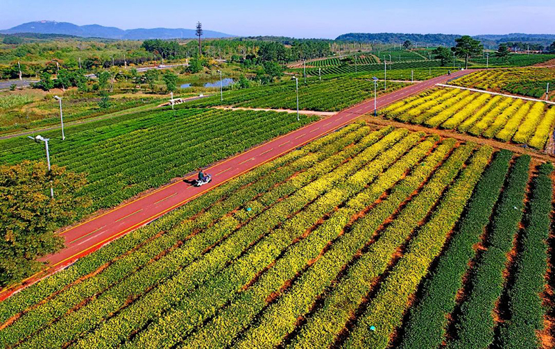 中國茶 向未來2023茶未來發(fā)展大會（金壇）倡議